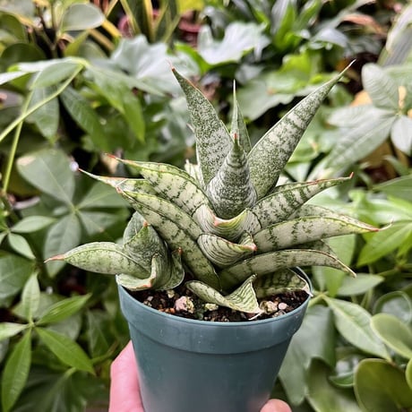 斑入り サンセベリア シルバードラゴン サンスベリア Sansevieria