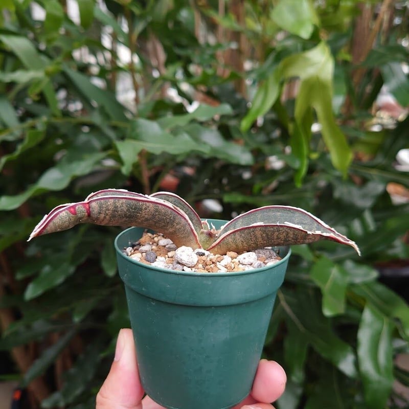 Sansevieria hallii Pink Bat サンスベリア ピンクバット 10 【送