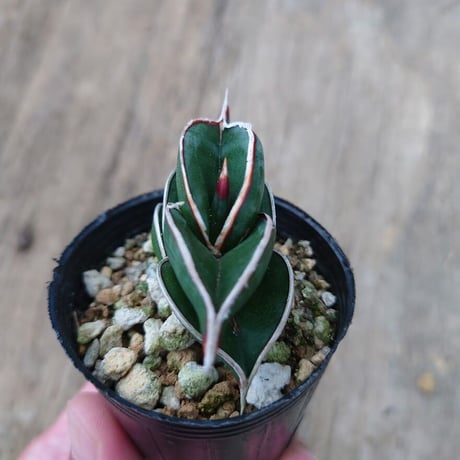 Sansevieria rorida サンスベリア ロリダ 3