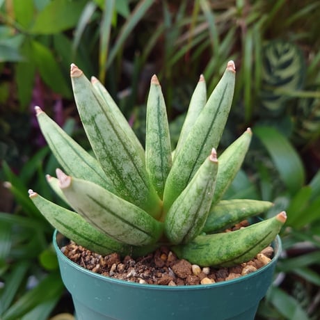 サンスベリア ヘッジホッグ 1 Sansevieria Hedgehog