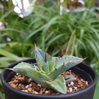 アガベ チタノタ 12 Agave titanota【送料一律500円】