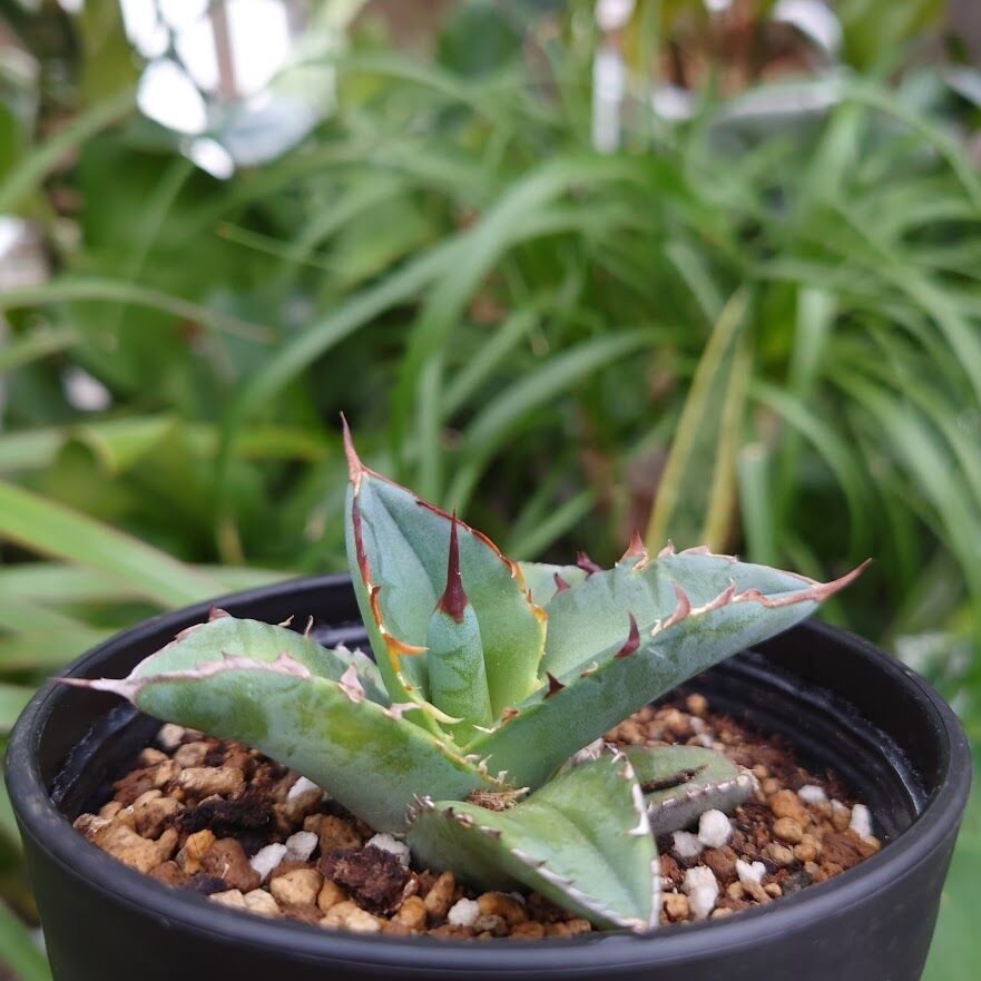 アガベ チタノタ 12 Agave titanota【送料一律500円】 | My-Favth