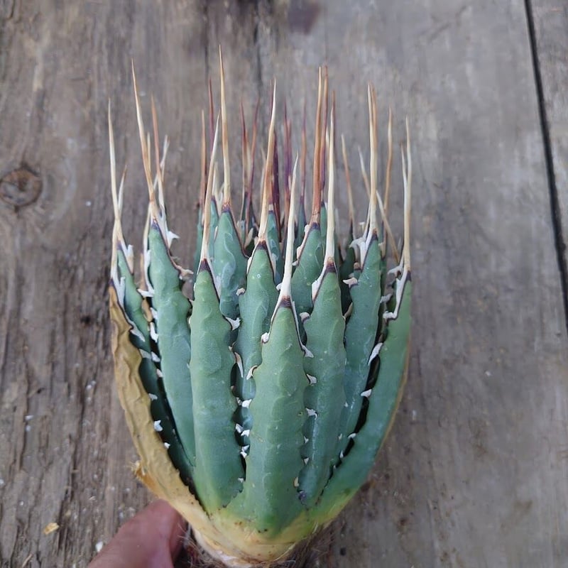 アガベ ユタエンシス ネバデンシス 6 Agave uthaensis var