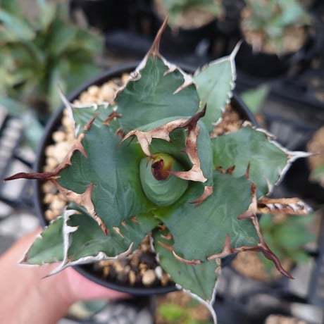 アガベ チタノタ 姫厳龍 1 Agave titanota dwarf