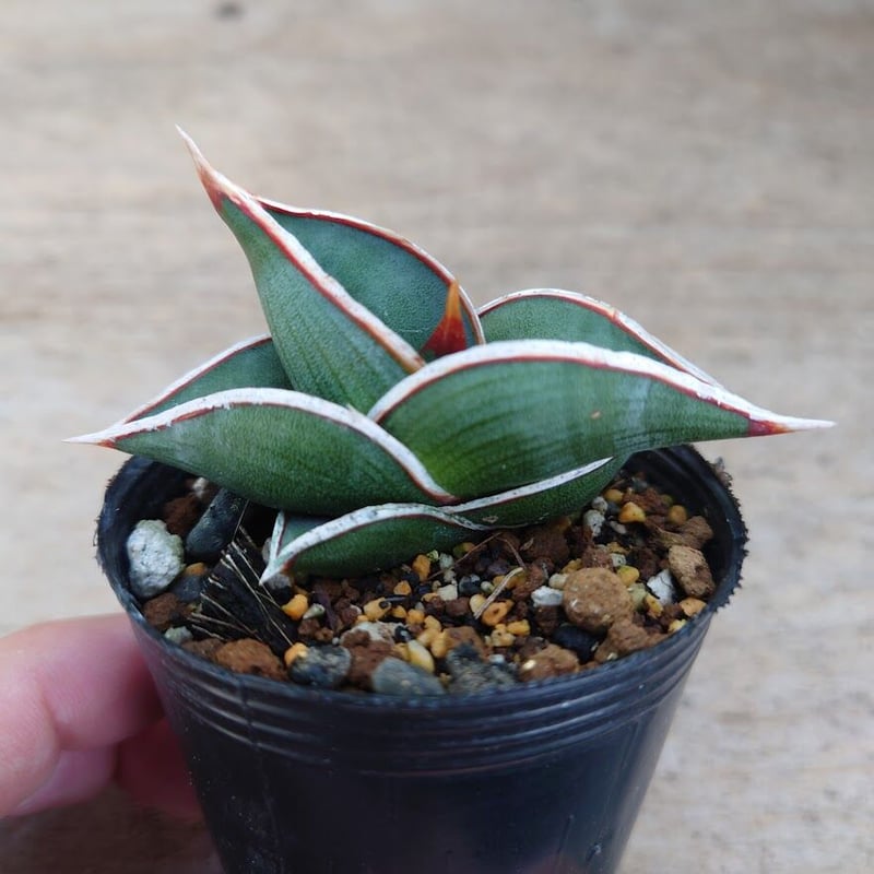 M*O様 ＊Sansevieria Rorida＊サンスベリアロリダ＊斑入り＊ サンセベリア ロリダ 斑入り「Sansevieria rorida var.」6/1-720