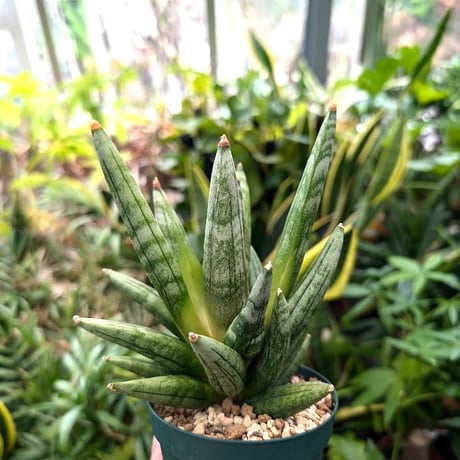 サンスベリア ヘッジホッグ 2 Sansevieria Hedgehog