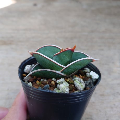 Sansevieria rorida サンスベリア ロリダ R7