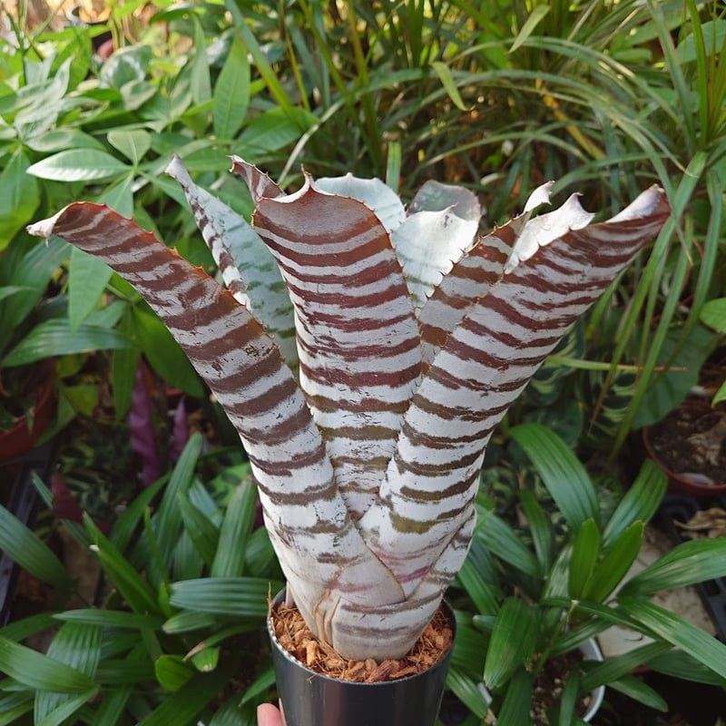 【超大型・美株】　エクメアチャンティニー ブラックアイス③ エクメア チャンティニー ブラックアイス 3 Aechmea chantinii CV. Bl