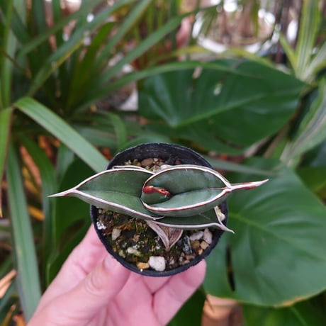 Sansevieria rorida サンスベリア ロリダ 2