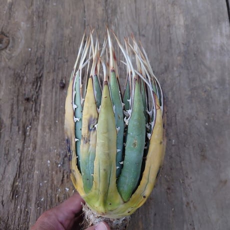 アガベ ユタエンシス ネバデンシス 4 Agave uthaensis var. nevadensis
