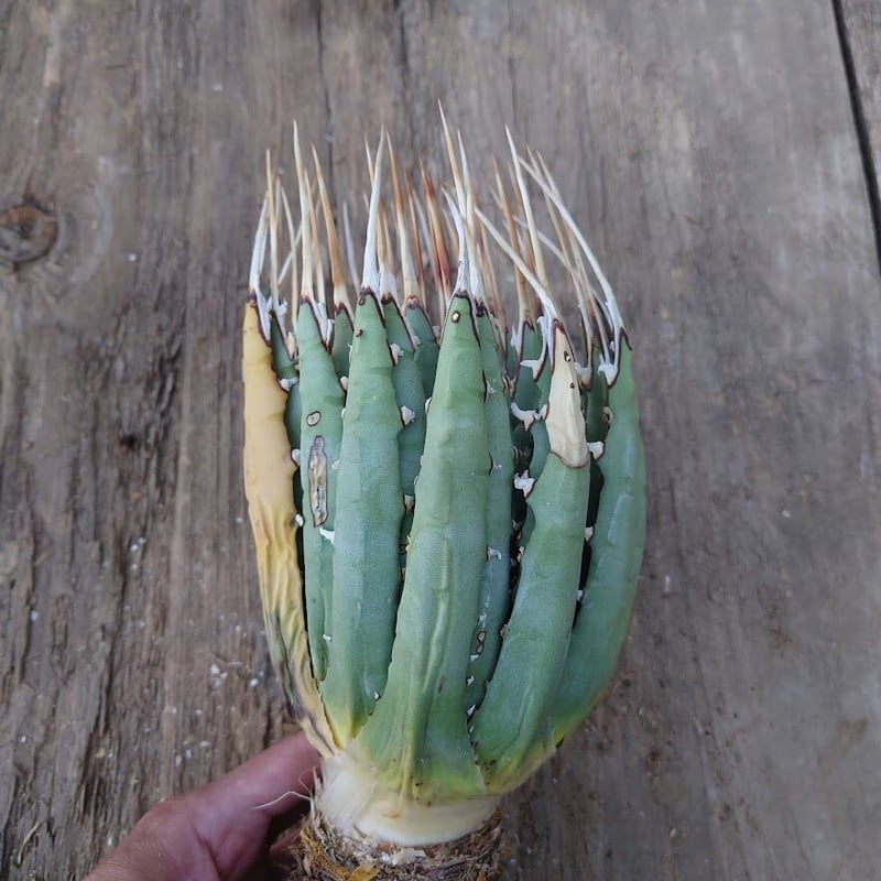アガベ ユタエンシス ネバデンシス 5 Agave uthaensis var アガベ ユタエンシス ネバデンシス 5 Agave uthaensis var