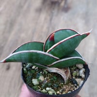Sansevieria rorida サンスベリア ロリダ 2