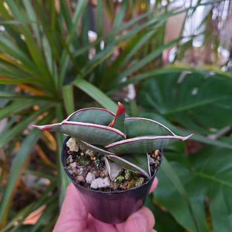 Sansevieria rorida サンスベリア ロリダ 2