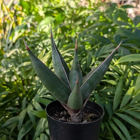 サンスベリア | STORES