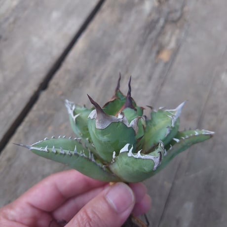アガベ チタノタ 姫厳龍 1 Agave titanota dwarf