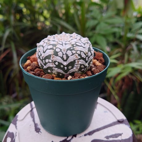 アストロフィツム スーパー兜 Vタイプ 4 Astrophytum asterias cv 'Super Kabuto' V