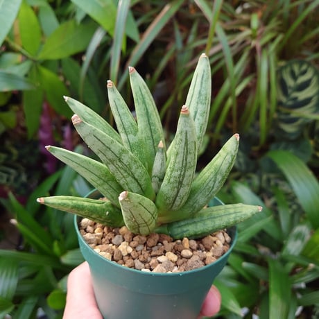 サンスベリア ヘッジホッグ 2 Sansevieria Hedgehog