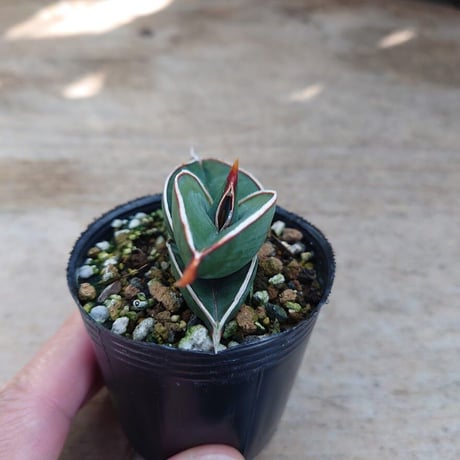 Sansevieria rorida サンスベリア ロリダ R1