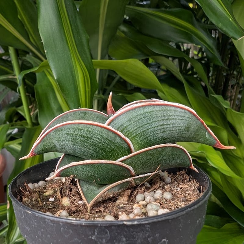 Sansevieria rorida サンスベリア ロリダ R14 | My-Favthings