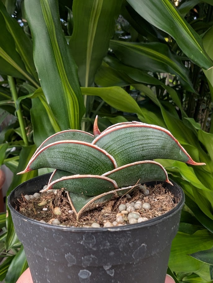 Sansevieria rorida サンスベリア ロリダ R14 | My-Favthings