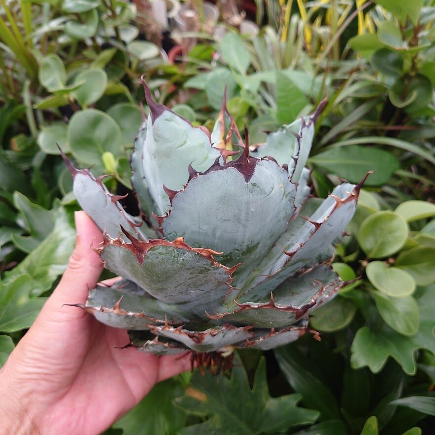 アガベ チタノタ ブラックアンドブルー Agave titanota