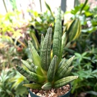 サンスベリア ヘッジホッグ 4 Sansevieria Hedgehog