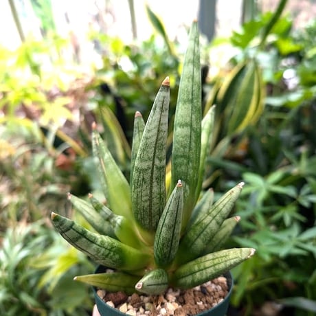 サンスベリア ヘッジホッグ 4 Sansevieria Hedgehog