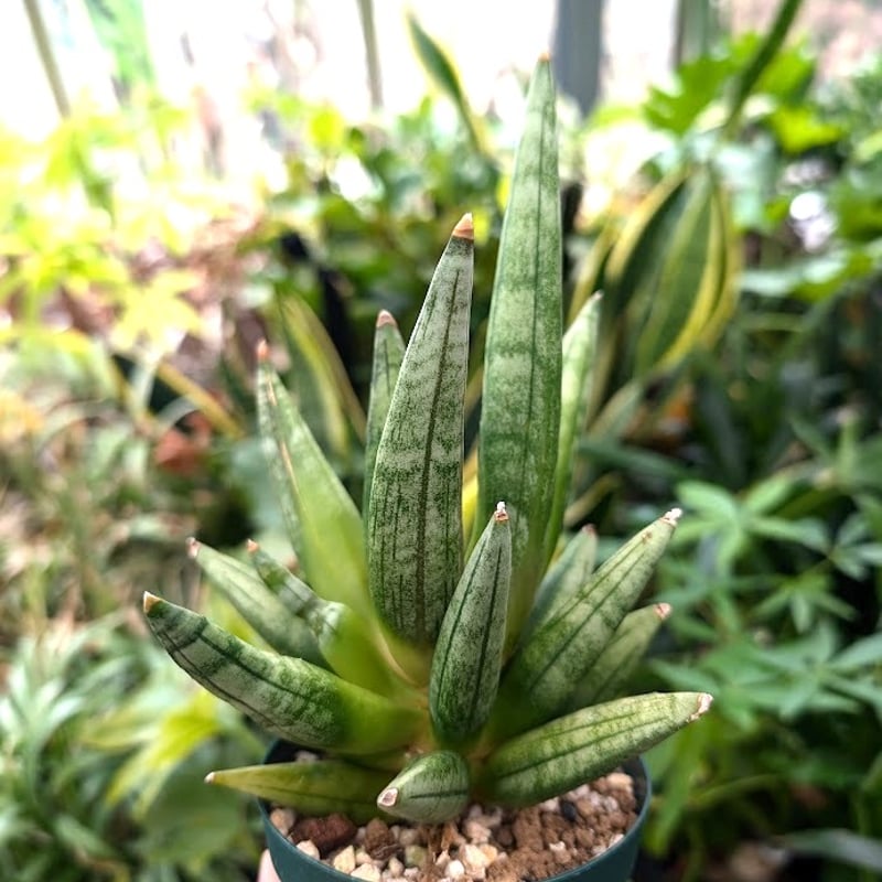 サンスベリア ヘッジホッグ 4 Sansevieria Hedgehog | My-Favth