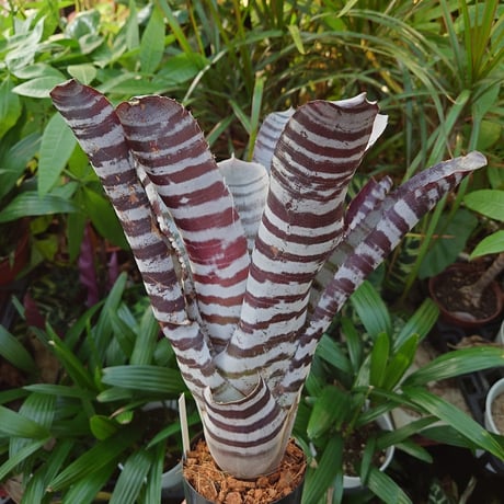 エクメア チャンティニー ブラックアイス 2 Aechmea chantinii CV. Black Ice seedling F1