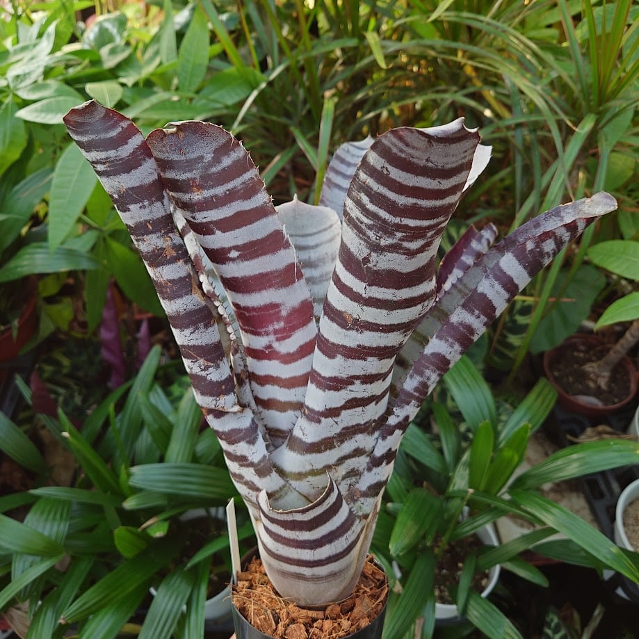 エクメア チャンティニー ブラックアイス 2 Aechmea chantinii CV. Bl