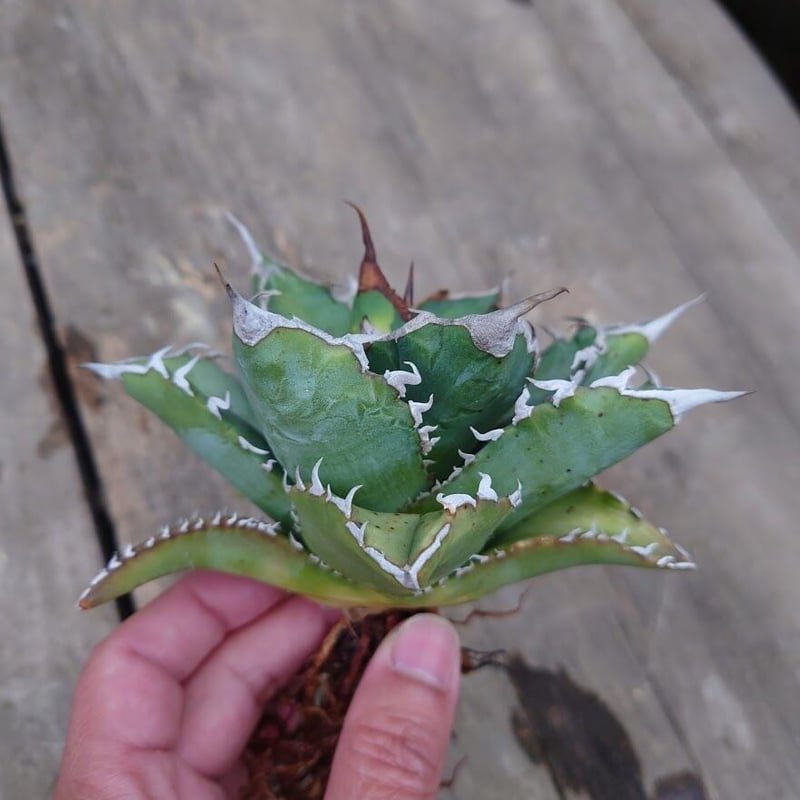 アガベ チタノタ ソーラーエクリプス 1 Agave titanota solareclips...