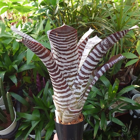 エクメア チャンティニー ブラックアイス 1 Aechmea chantinii CV. Black Ice seedling F1