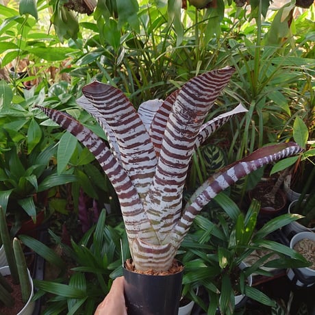 エクメア チャンティニー ブラックアイス 1 Aechmea chantinii CV. Black Ice seedling F1