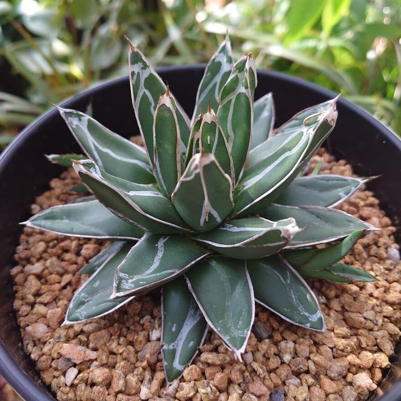 アガベ 笹の雪 4 Agave victoriae reginae 子株3付 | My-Fav