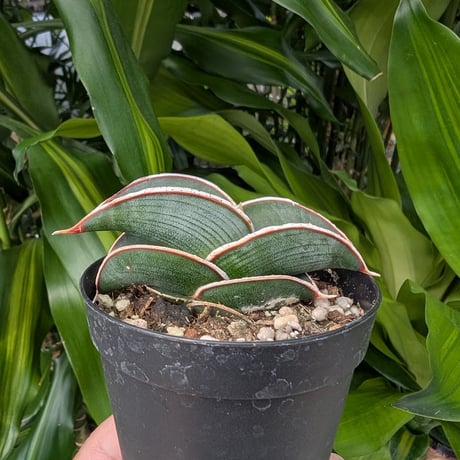 Sansevieria rorida サンスベリア ロリダ R11