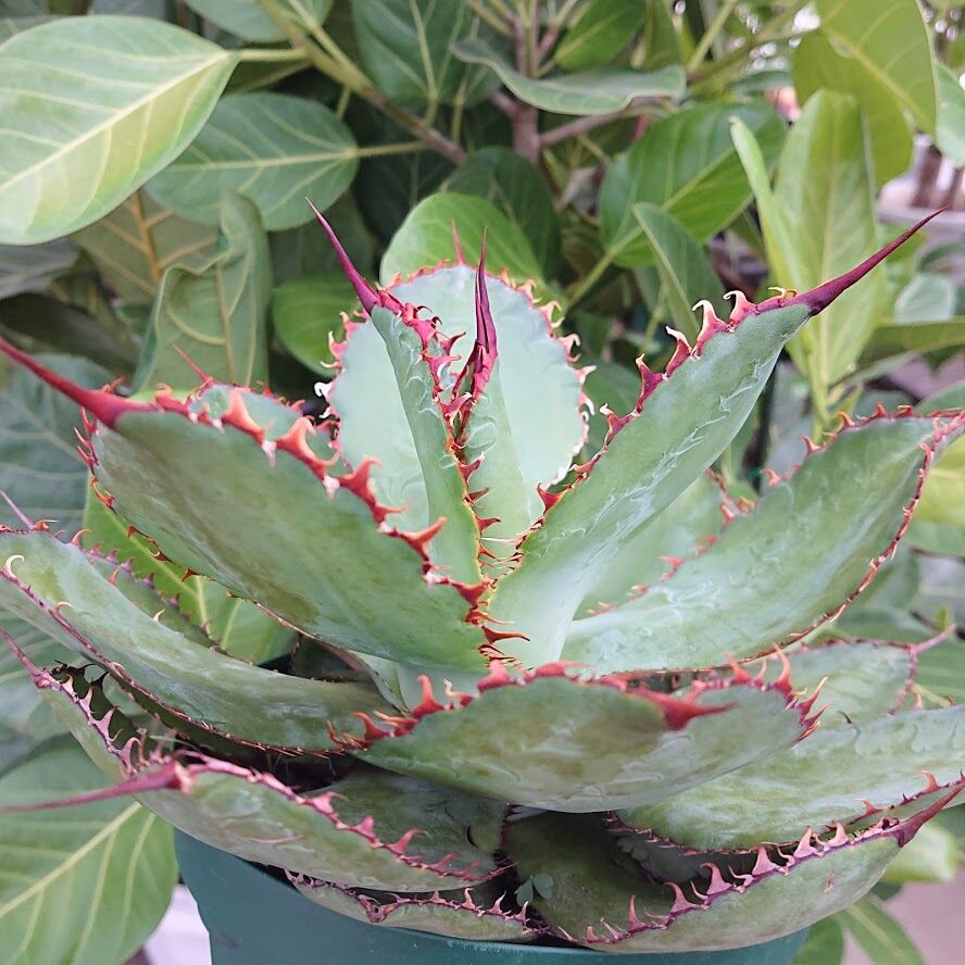 アガベ ボビコルヌタ カウズ・ホーン 3 Agave bovicornuta Cows Hor