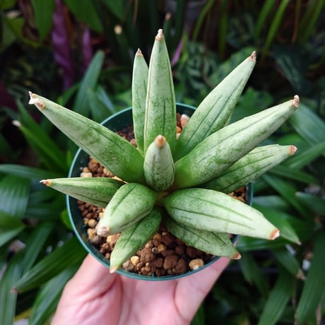 サンスベリア ヘッジホッグ 4 Sansevieria Hedgehog