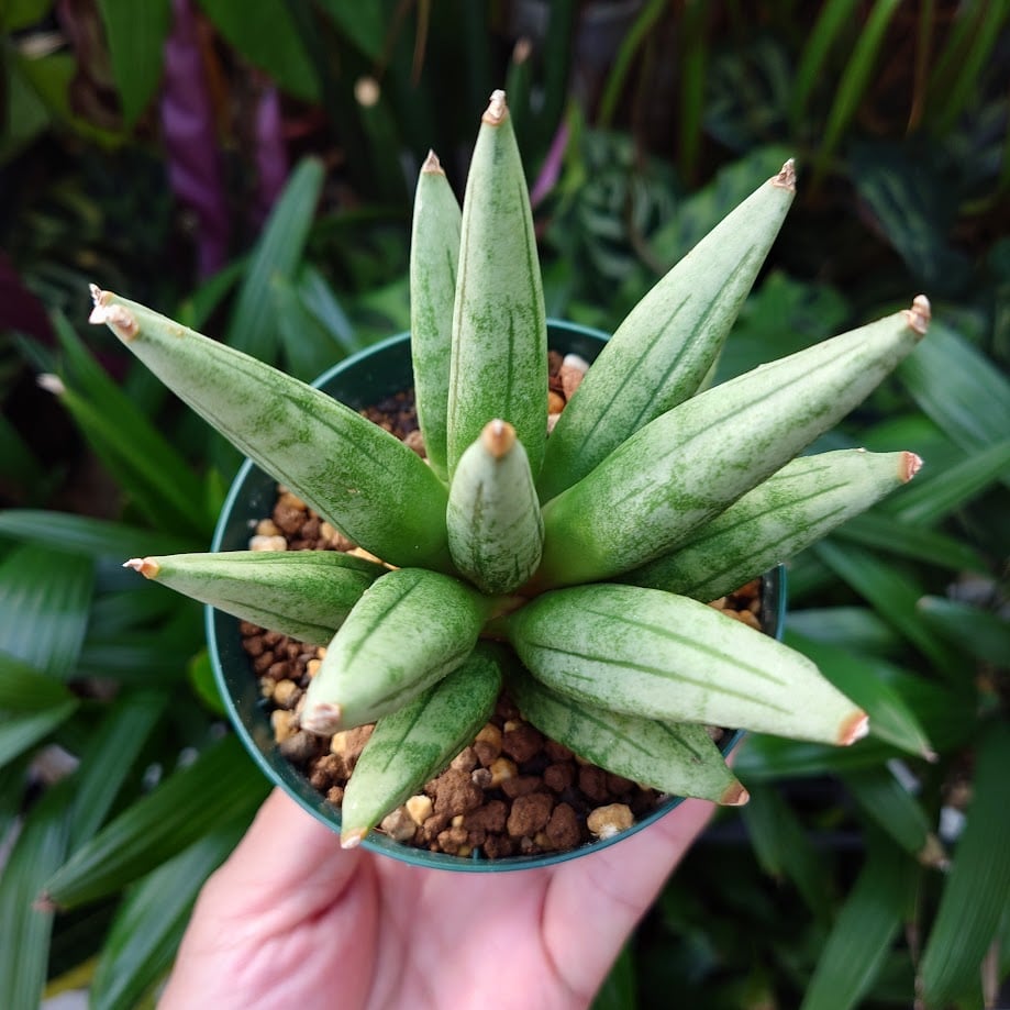 ④ 超稀少 サンスベリア ブルークローン 白斑入り バリエガータ