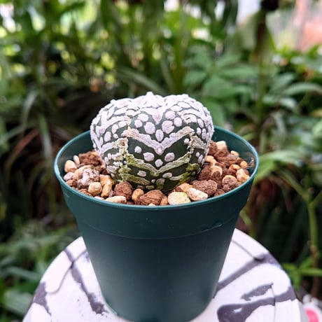 アストロフィツム スーパー兜 Vタイプ 3 Astrophytum asterias cv 'Super Kabuto' V