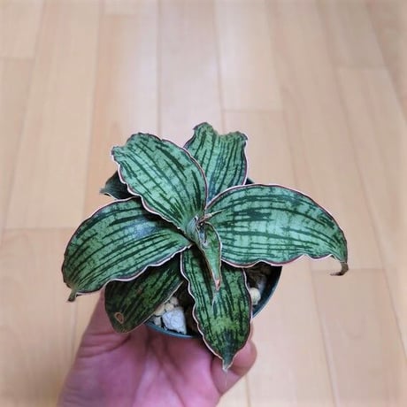 サンスベリア クレオパトラ 1 Sansevieria Cleopatra hyb