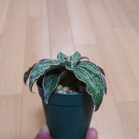 サンスベリア クレオパトラ 1 Sansevieria Cleopatra hyb