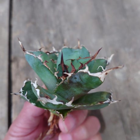 CATEGORY アガベ | My-Favthings