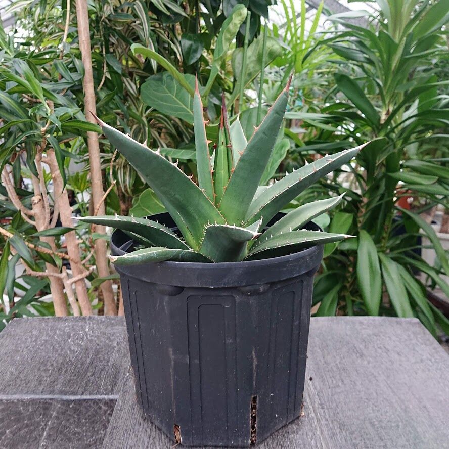 アガベ パープソラム 帝釈天 Agave purpusorum 2 | My-Favthings