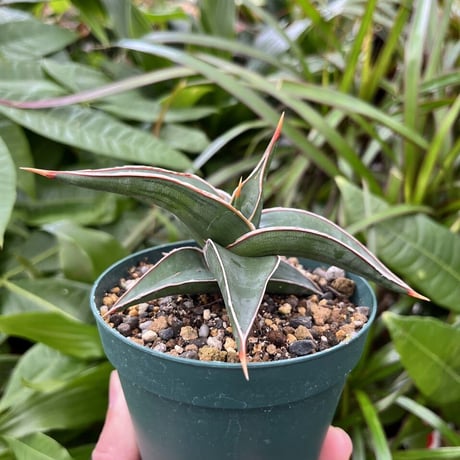 サンスベリア ラヴラノス 23251 Sansevieria Lav.23251 (LAV5)