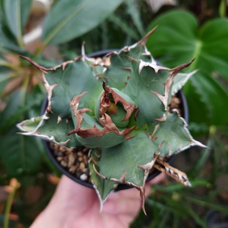 アガベ チタノタ 姫厳龍 1 Agave titanota dwarf