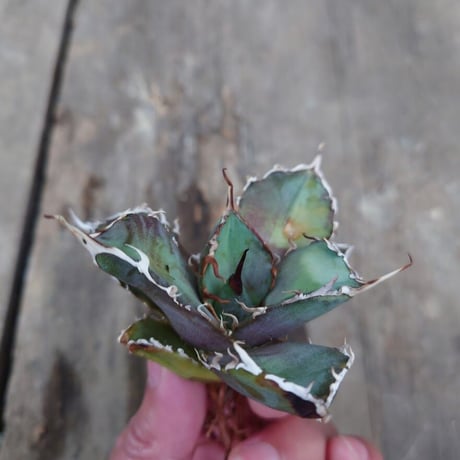アガベ チタノタ 白鯨 2 Agave titanota white whale