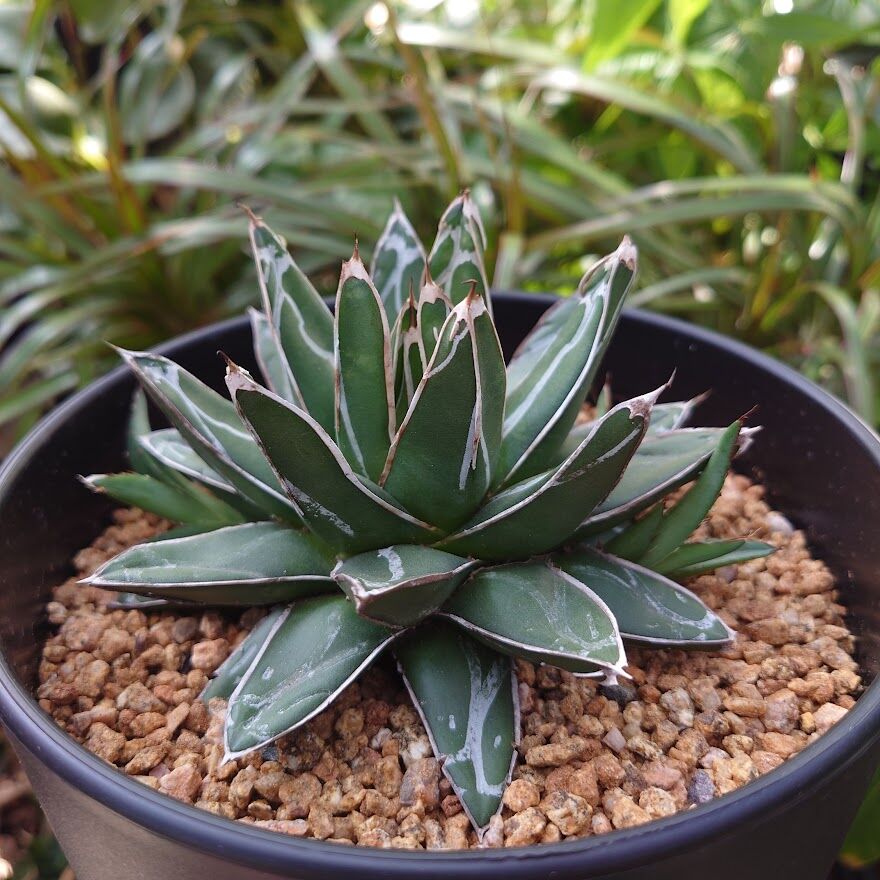 アガベ 笹の雪 4 Agave victoriae reginae 子株3付 | My-Fav アガベ 笹の雪 4 Agave victoriae reginae 子株3付 | My-Fav