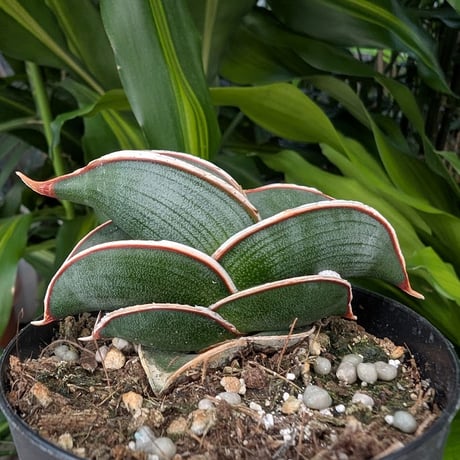 Sansevieria rorida サンスベリア ロリダ R21