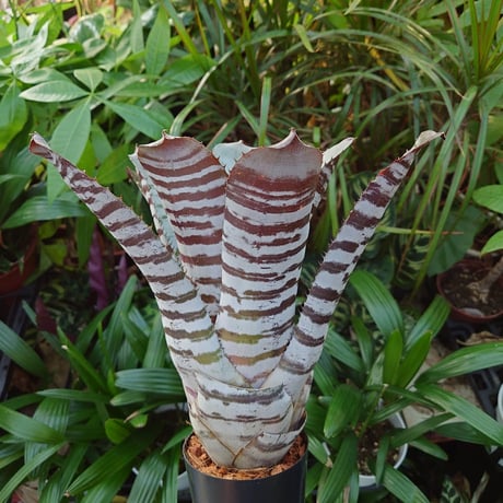 エクメア チャンティニー ブラックアイス 3 Aechmea chantinii CV. Black Ice seedling F1