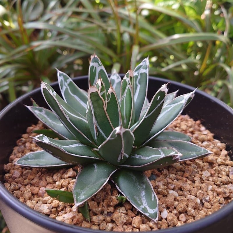 アガベ 笹の雪 5 Agave victoriae reginae 子株4付 | My-Fav アガベ 笹の雪 5 Agave victoriae reginae 子株4付 | My-Fav